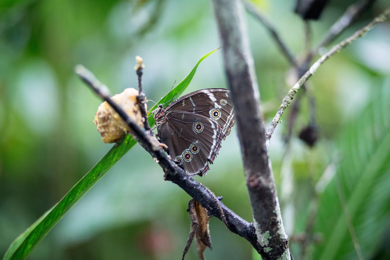 Iquitos-15